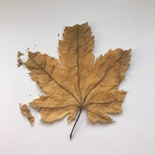 Reflections Of The Memories