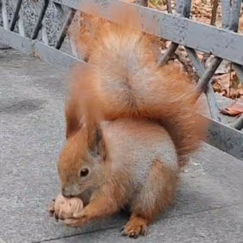 Relax. Relax. And... relax!!! Nature. Animals. Sky. Forest. Green.