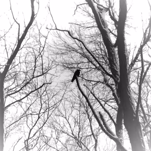 Old raven Renov - old