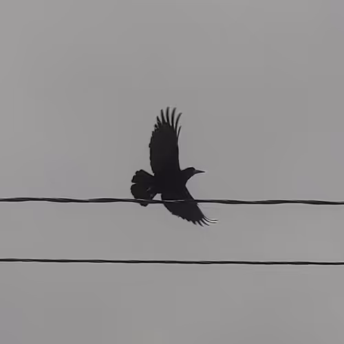 Black raven Renov - old