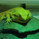 reptile pictures