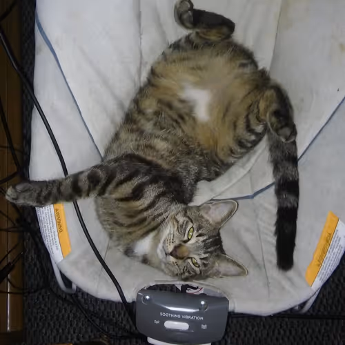 RescueBabies Adopt a Pet (Launches in final stage)
