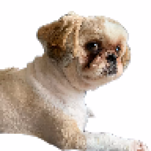 Rescued Shihtzu named Ponzu