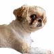 Rescued Shihtzu named Ponzu