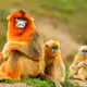 Rhinopithecus V2
