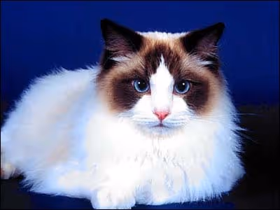 Rich cat