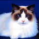 Rich cat