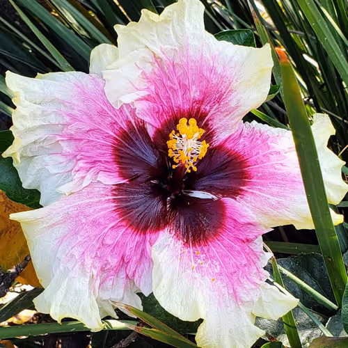 Rissi17_Flowers