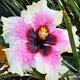 Rissi17_Flowers