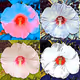 Robot Painted Flowers