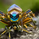 Robot Steampunk Bugs