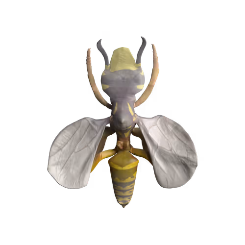 Rock Hyphen Orchid Wasp