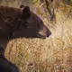 Rocky Mountain Wildlife