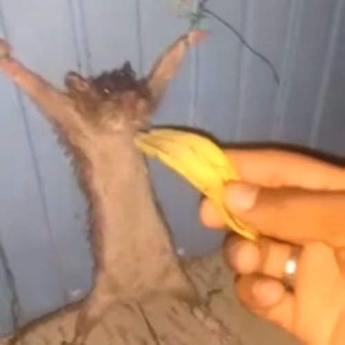 RoflGIF