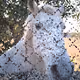 Rolabtive Animal Pix