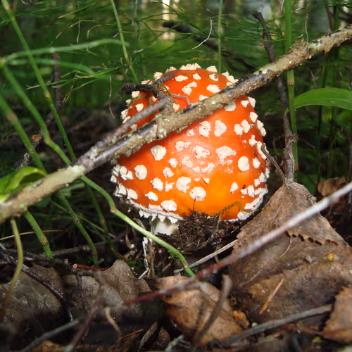 RomLera - Macro