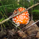 RomLera - Macro