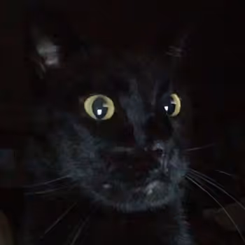 RonJohnson's Cat