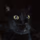 RonJohnson's Cat