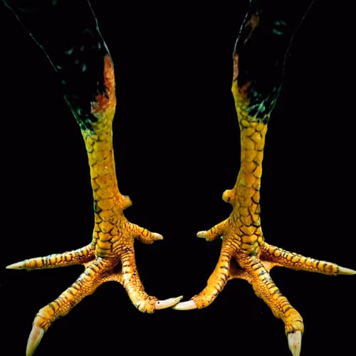 Rooster Claws