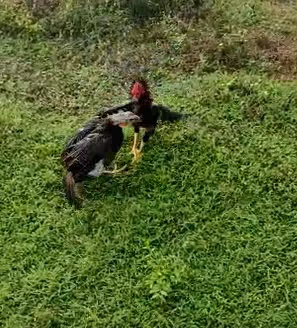 Rooster vs Turkey