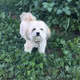 Rootbeer The Maltipoo