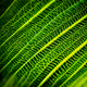 Roots and Shoots