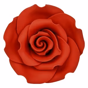 Rosa Rossa / Red Rose