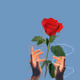 Rose dam