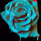 Rose Drip #1