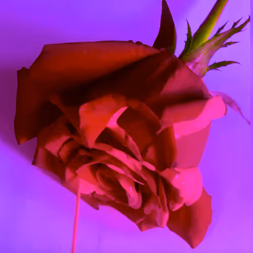 Rose Drip #3
