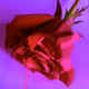 Rose Drip #3