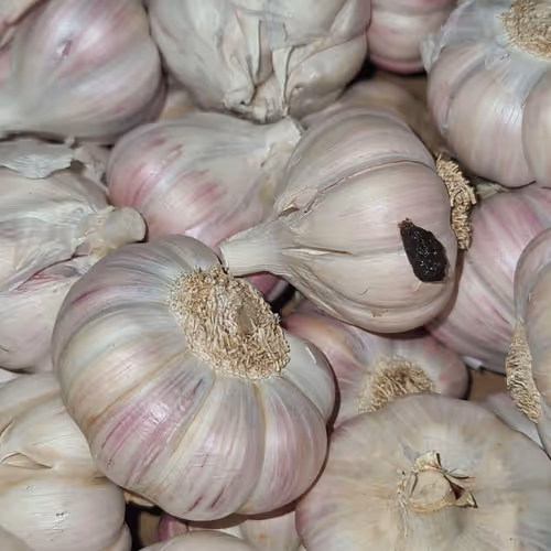 Rose Garlic with rare rat dropping - old