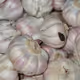 Rose Garlic with rare rat dropping - old