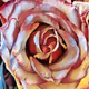 Rose NFTs - Polygon