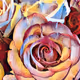 Rose NFTs