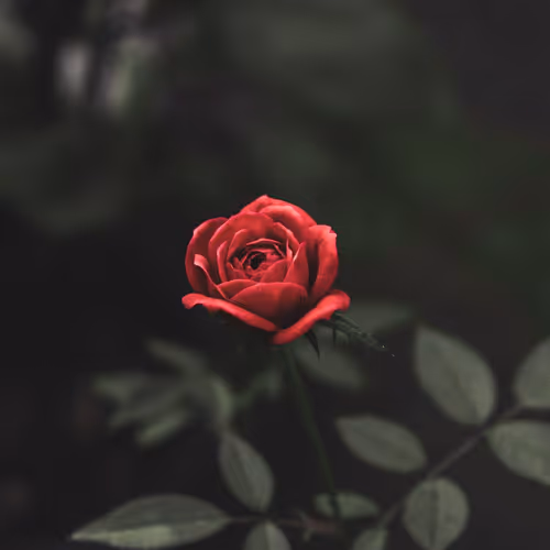 roseciup - old
