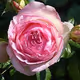 Roseee V3