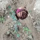 Roses; - old