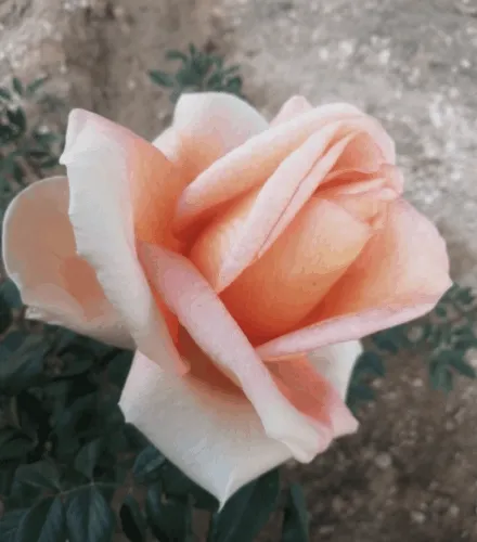 Roses; - old