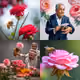 Roses and bees