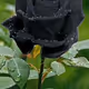 roses2344 - old