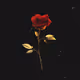Roses & Gold - old - old