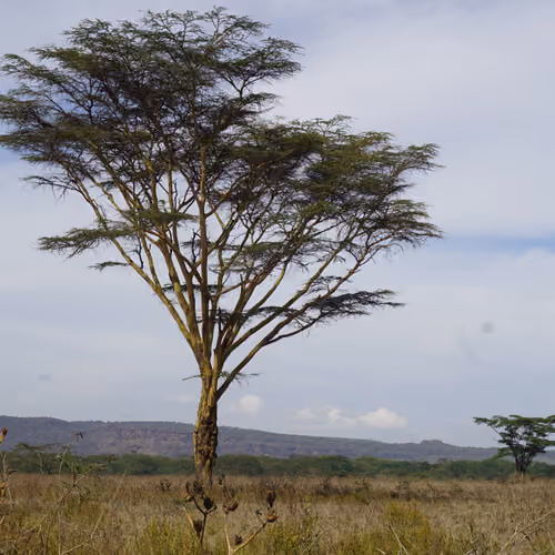 The Rothschild's Giraffe