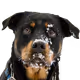 Rottweiler Nala