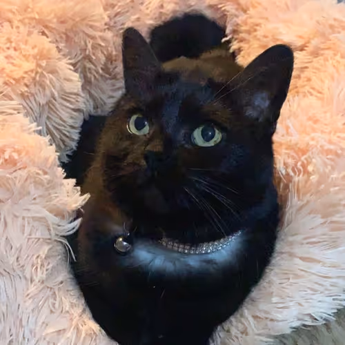 Rox the cat
