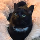 Rox the cat
