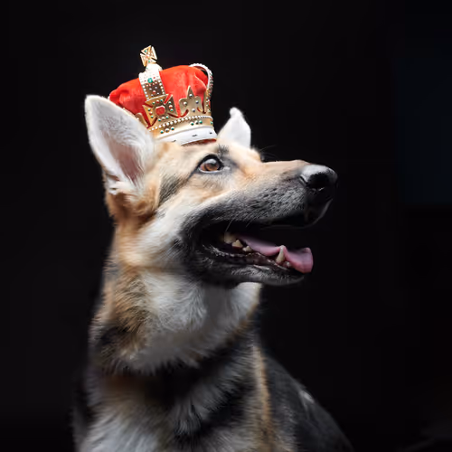 Royal Dogs by DOGIZMS - old