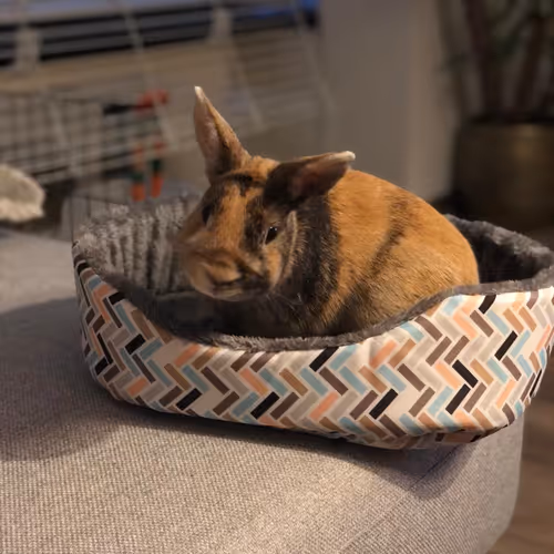 Roy The Rebel Rabbit Official - old