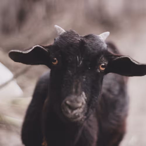 Ruins of the Ashfall